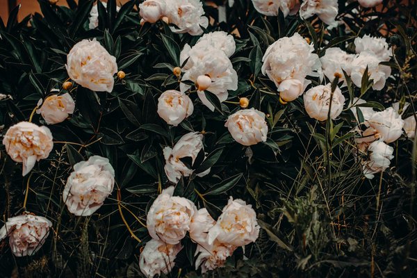 Wat zijn de stappen om een milieuvriendelijk huis te bouwen?